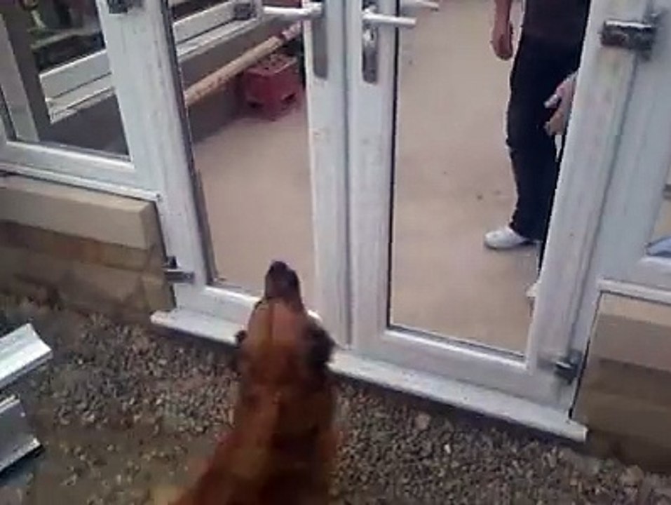 Ce chien n'est pas très malin