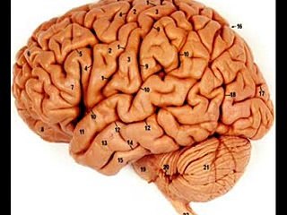 SMALL BRAIN IN HEART _ HEALTH EDUCATION _ INFECTION CONTROL (ICSP) _ URDU _ HINDI