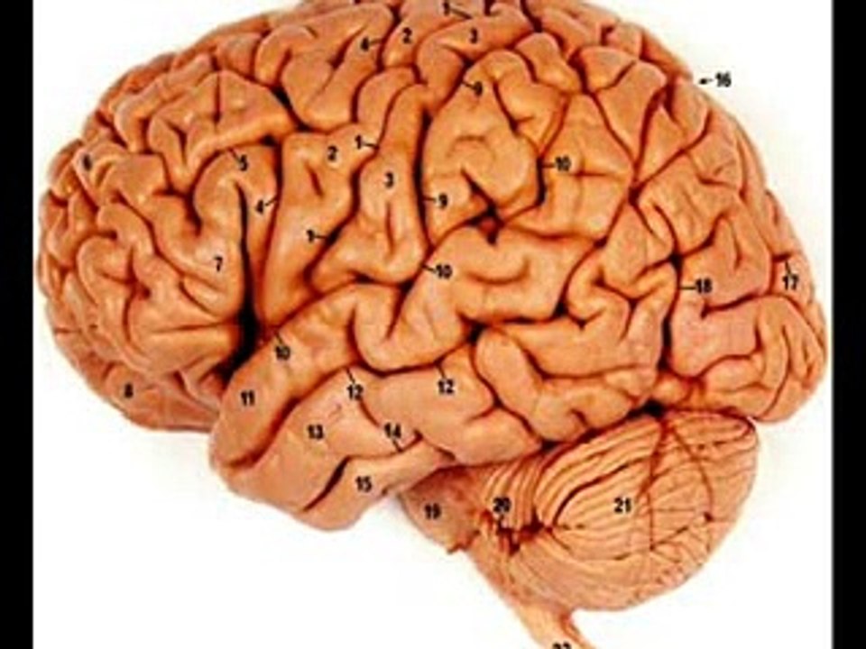SMALL BRAIN IN HEART _ HEALTH EDUCATION _ INFECTION CONTROL (ICSP) _ URDU _ HINDI