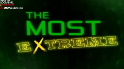 The Most Extreme Lovers - National Geographic ( HD Documentary )