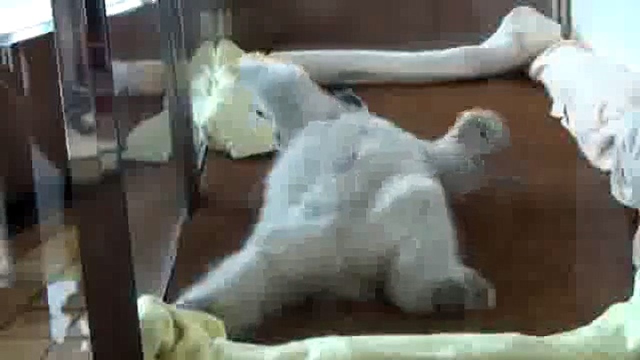 Innocent Polar Bear's Kid