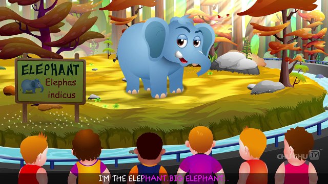 Finger Family Elephant | ChuChu TV Animal Finger Family Songs & Nursery Rhymes For Childre