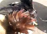 Cock & Dog fight