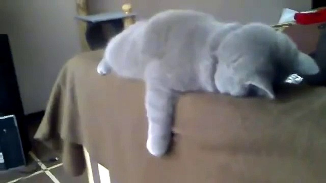 ★ POSICION INSOLITA DEL GATO PARA DORMIR - INCREIBLE! ★ humor gatos video divertido chistosos