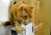 ★¡¡Gato COMPLETAMENTE LOCO! Los Gatos Más Divertidos - Gatos Chistosos
