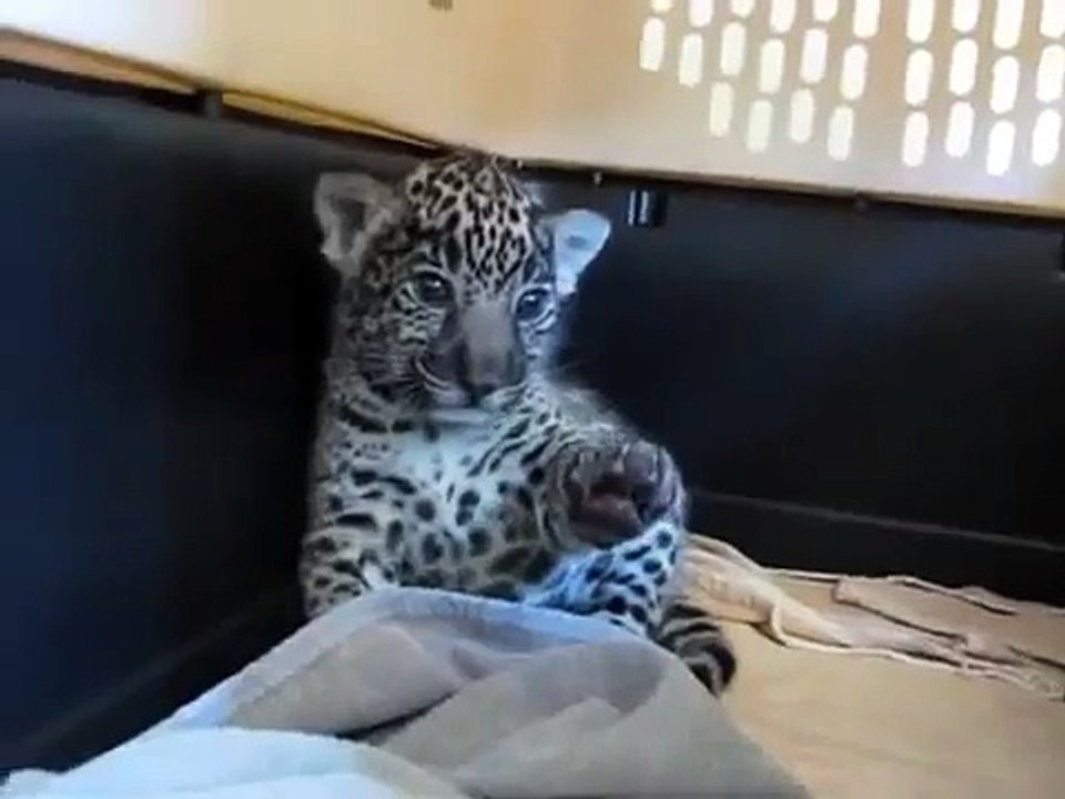 ♡ Pequeño Tigre Hermoso MUY TIERNO ♡ Miralo! Para Derretirse. Mejores videos de gatos felinos