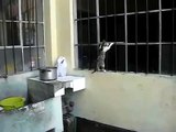 ♥ El Amor De Una Madre Por Su Gatito ♥ humor gatos - video divertido gatos chistosos risa gato