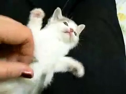 ♥ EL GATITO MAS TIERNO DEL MUNDO ♥ MIRALO, RECOMENDABLE - VIDEO HUMOR GATOS TIERNOS LOCOS