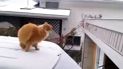En Komik Videolar Serisi - Funny Videos - Laugh (206)