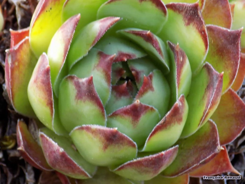 Un Jardin Tout En Couleur.