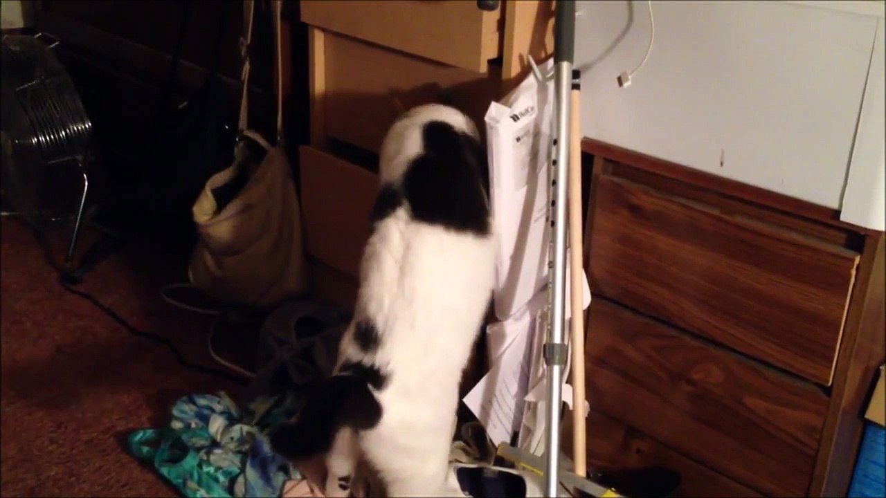 Paws Being Naughty Again