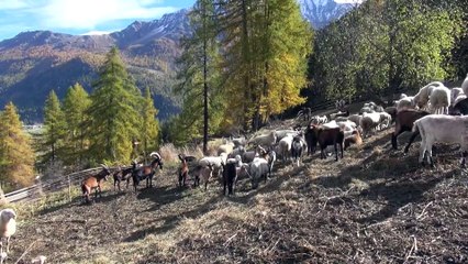 Combat de chèvres et agneaux nouveau-nés