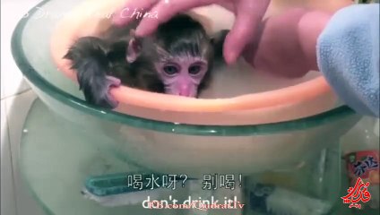 Chinese Monkey 1---- Professor Mai and His Shower