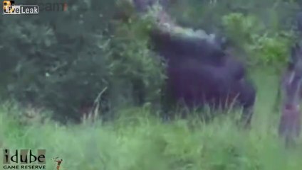 Massive bull  buffalo sends 15 ft. crocodile flying