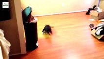 Funny Cats Sliding on Wooden Floors Part 2 [2014 HD]
