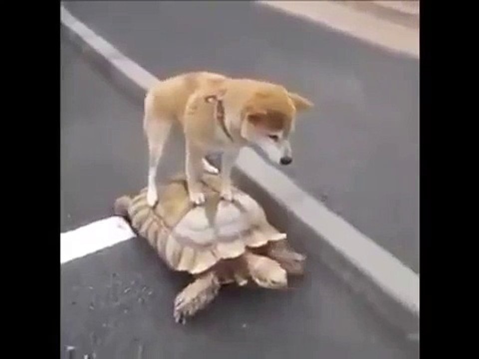 funny dog riding Tortoise