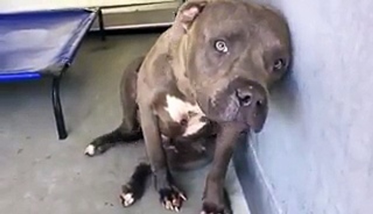 Expérience d'amour d'un pitbull habitué aux combats canins,