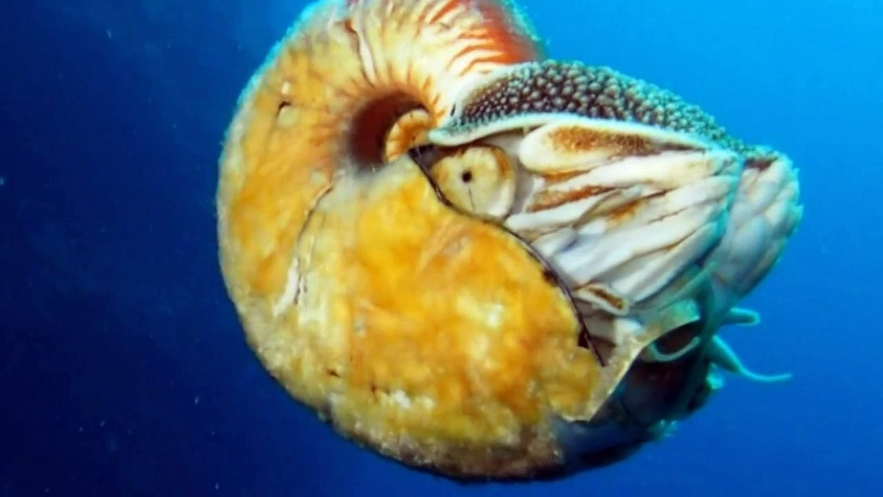 Bizarre marine creature dubbed one of worlds rarest animals seen for first time in 31 yea