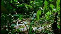 [Nat Geo Wild HD] Journey Into Amazonia: The Land Reborn HD (Nature Documentary)