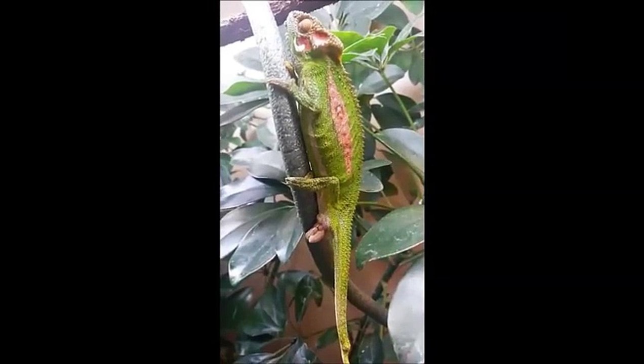 Birth Of A Baby Lizard