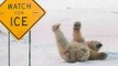 Funny animals having problems on ice Funny animal compilation