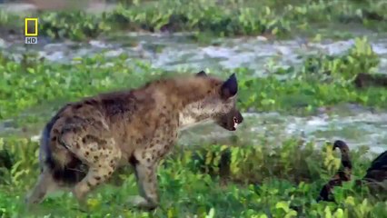 Wild Animal Documentary The Last Lioness NEW+ Nature Documentary