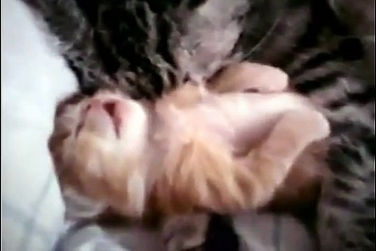 Кошка обнимает котенка которому снится страшный сон