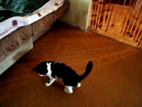 Кошка играет с лазером. РЖАКА ПОЛНАЯ