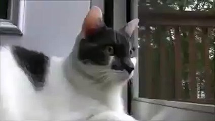 Котэ-пулеметчик