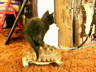 кошка и черепаха =)