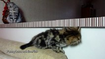 Cutest Stalking Kitten | Funny Cats