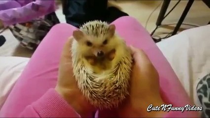História espinhosa. Ouriços doméstico engraçado