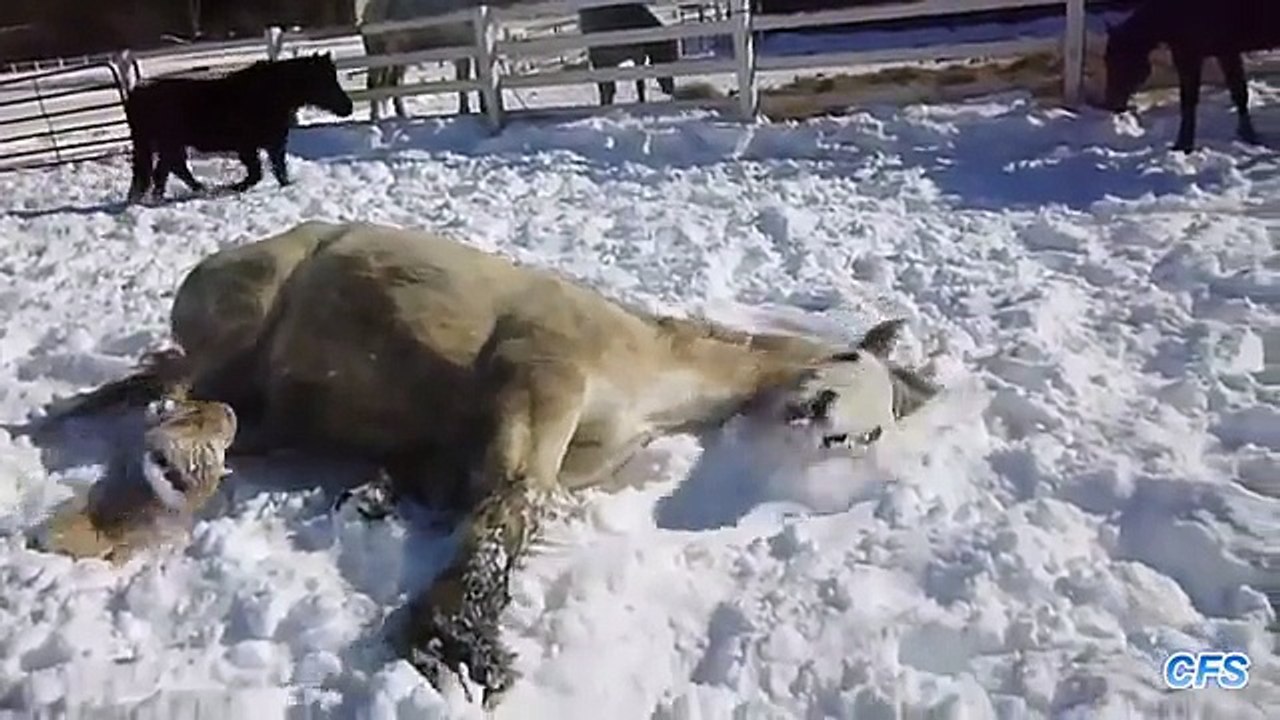 Cavalos brincar na neve. Esporte de inverno cavalo engraçado