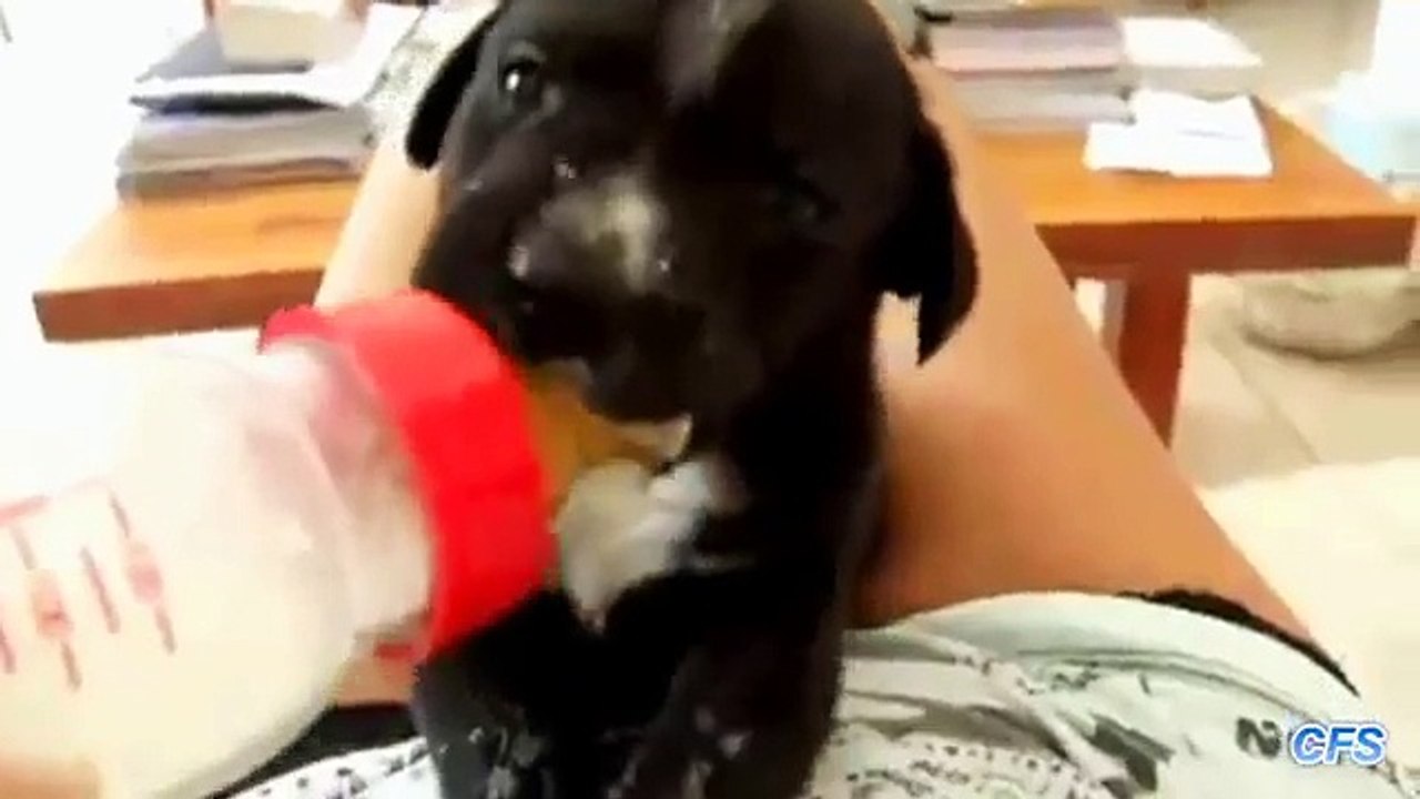 Alimentando filhotes. Filhotes de cachorro engraçados que bebem de um frasco
