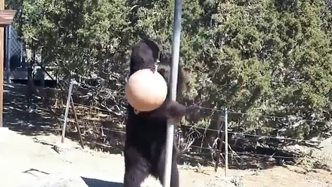 Igrunov desajeitado. O urso engraçado joga com uma bola suspensa
