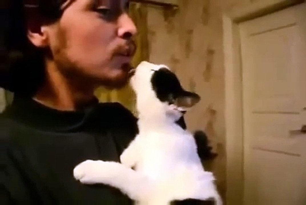 O gato no barba. Gato engraçado lambe proprietário barba