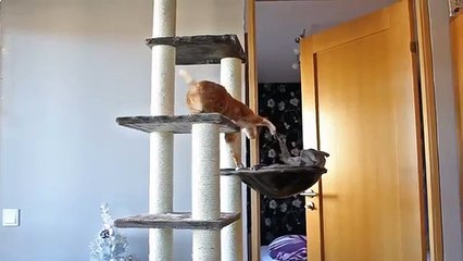 Cat luta por seu lugar favorito. Luta engraçada do gato