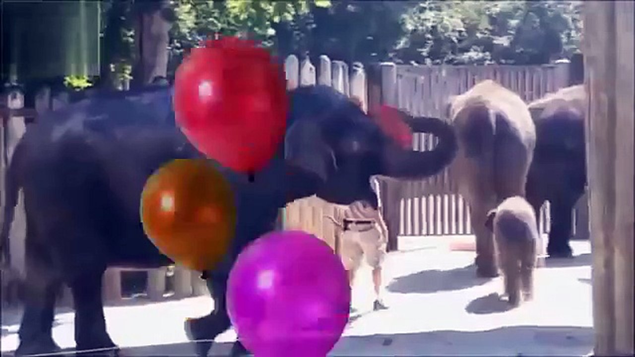 Animais interessantes. Animais engraçados que têm o divertimento