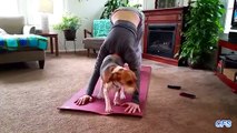 Yoga não é para eles. Gatos e cães interromper yoga