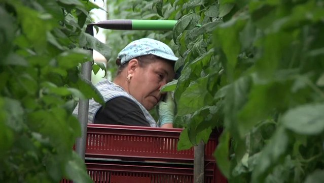 Bande-annonce : Les Petits Gars de la Campagne - VF