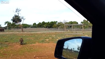 Buena bienvenida la de este mono a unos turistas