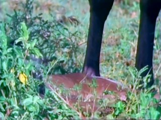 Doğaya Yön Verenler HD Vahşi Hayat Belgeseli