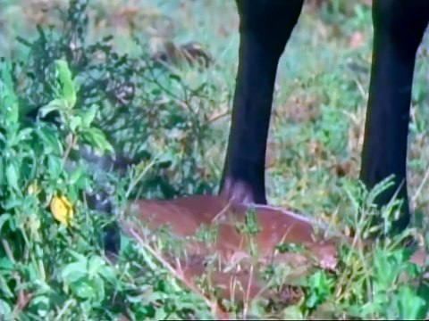 Doğaya Yön Verenler HD Vahşi Hayat Belgeseli