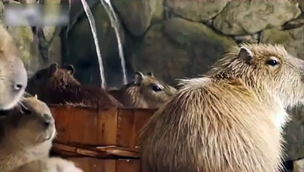 Capybara are heated in a basin of hot water. Funny exotic capybara