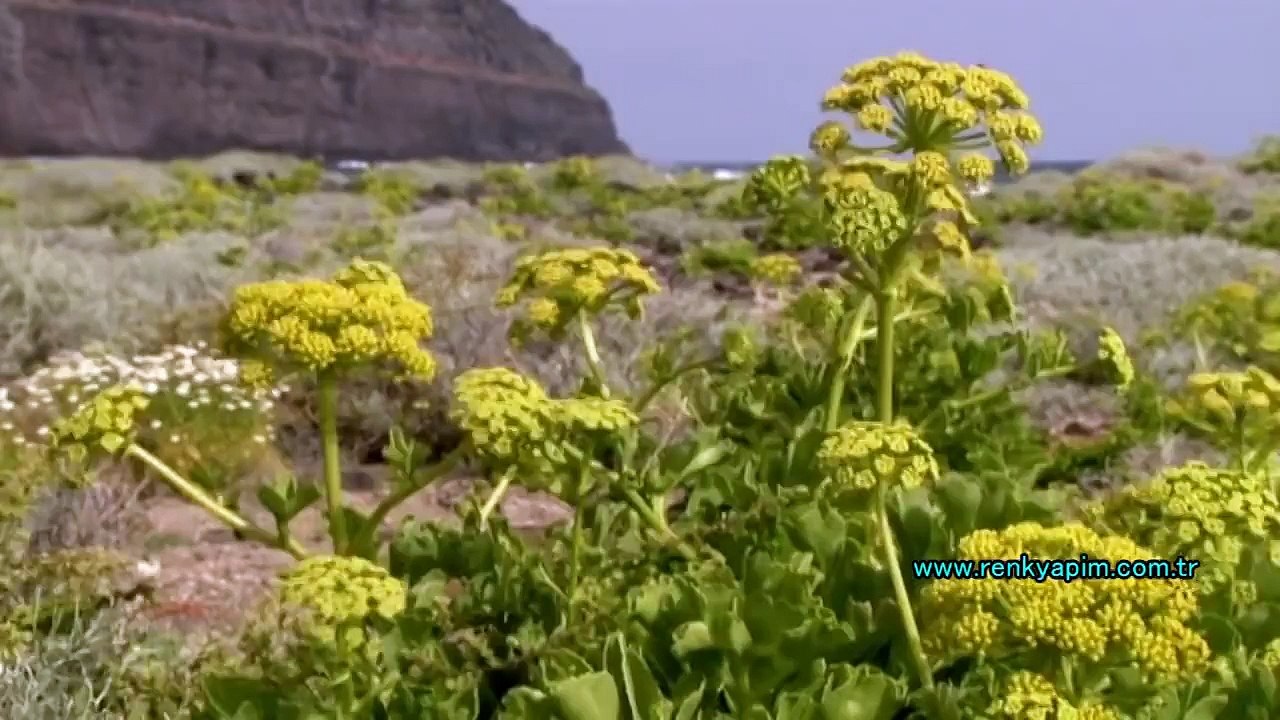 Kanarya Adaları Doğa Tabiat Hayvan Belgeseli HD