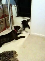 My dog barking at herself in the mirror