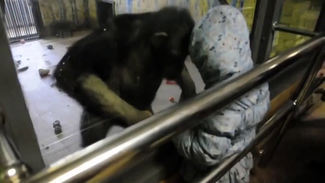 Никто не ожидал такого от шимпанзе)))