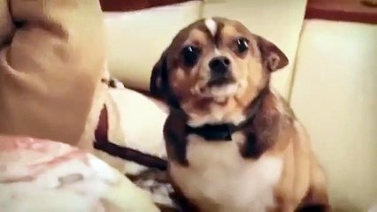 Ржачная собака