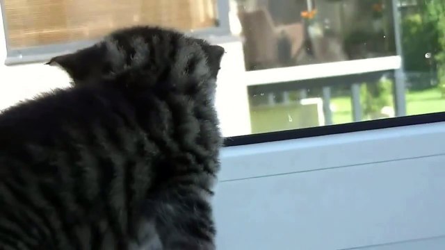 Первые шаги маленьких котят. ПУСИЧКИ!!!