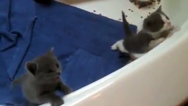 Самые милые котята на свете!